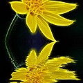 Colorado Wildflower