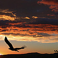 Eagle at Sunset