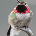 Broad-Tailed Hummingbird