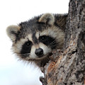 Peek-A-Boo