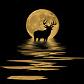 Whitetail Deer in the Moonlight