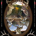 Whitetail Dreams