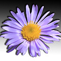 Wild Daisy