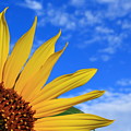 Wild Sunflower